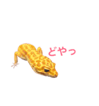 レオパの楓さん（個別スタンプ：7）