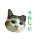 あんず部屋2（個別スタンプ：15）