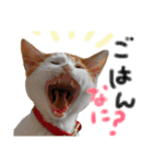 サスケと一緒（個別スタンプ：4）