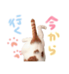 サスケと一緒（個別スタンプ：10）