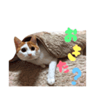 サスケと一緒（個別スタンプ：11）