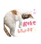 サスケと一緒（個別スタンプ：13）