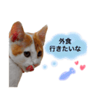 サスケと一緒（個別スタンプ：17）