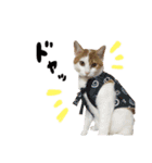 サスケと一緒（個別スタンプ：20）