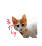 サスケと一緒（個別スタンプ：30）