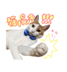 サスケと一緒（個別スタンプ：37）