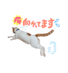 サスケと一緒（個別スタンプ：38）