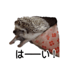 ハリネズミ イガちゃん 第二弾（個別スタンプ：3）
