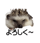 ハリネズミ イガちゃん 第二弾（個別スタンプ：8）