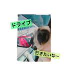 Pug ジン太とゲン太の日常（個別スタンプ：1）
