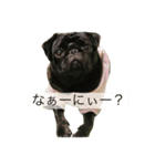 Pug ジン太とゲン太の日常（個別スタンプ：2）