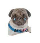 Pug ジン太とゲン太の日常（個別スタンプ：3）
