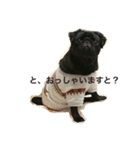 Pug ジン太とゲン太の日常（個別スタンプ：6）