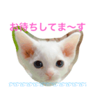 メルちゃん(デボンレックス)（個別スタンプ：1）