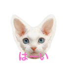 メルちゃん(デボンレックス)（個別スタンプ：2）