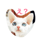 メルちゃん(デボンレックス)（個別スタンプ：3）