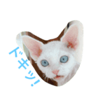 メルちゃん(デボンレックス)（個別スタンプ：4）