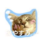 可愛いにゃんこ写真スタンプ～3～（個別スタンプ：5）