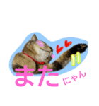 可愛いにゃんこ写真スタンプ～3～（個別スタンプ：6）