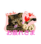 可愛いにゃんこ写真スタンプ～3～（個別スタンプ：7）