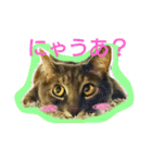 可愛いにゃんこ写真スタンプ～3～（個別スタンプ：8）