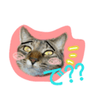 可愛いにゃんこ写真スタンプ～3～（個別スタンプ：10）