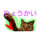 可愛いにゃんこ写真スタンプ～3～（個別スタンプ：18）