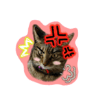 可愛いにゃんこ写真スタンプ～3～（個別スタンプ：22）