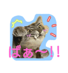 可愛いにゃんこ写真スタンプ～3～（個別スタンプ：24）