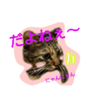 可愛いにゃんこ写真スタンプ～3～（個別スタンプ：26）