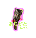 可愛いにゃんこ写真スタンプ～3～（個別スタンプ：28）