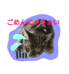 可愛いにゃんこ写真スタンプ～3～（個別スタンプ：29）