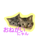 可愛いにゃんこ写真スタンプ～3～（個別スタンプ：30）