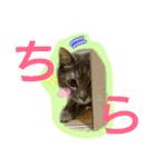 可愛いにゃんこ写真スタンプ～3～（個別スタンプ：36）