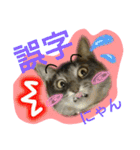 可愛いにゃんこ写真スタンプ～3～（個別スタンプ：39）