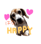 ビーグル犬のはなちゃん（個別スタンプ：1）