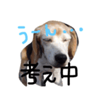 ビーグル犬のはなちゃん（個別スタンプ：2）