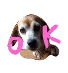 ビーグル犬のはなちゃん（個別スタンプ：3）
