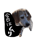 ビーグル犬のはなちゃん（個別スタンプ：4）