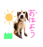 ビーグル犬のはなちゃん（個別スタンプ：6）