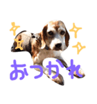 ビーグル犬のはなちゃん（個別スタンプ：7）