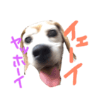 ビーグル犬のはなちゃん（個別スタンプ：8）