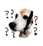 ビーグル犬のはなちゃん（個別スタンプ：9）