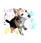 ビーグル犬のはなちゃん（個別スタンプ：10）