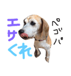 ビーグル犬のはなちゃん（個別スタンプ：12）