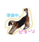 ビーグル犬のはなちゃん（個別スタンプ：13）