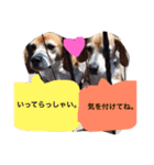 ビーグル犬のはなちゃん（個別スタンプ：14）