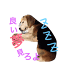 ビーグル犬のはなちゃん（個別スタンプ：15）