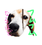 ビーグル犬のはなちゃん（個別スタンプ：16）