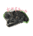 やる気ない猫ちゃん（個別スタンプ：6）